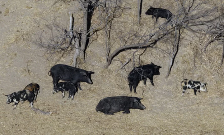 Exploding wild pig population on western Canadian prairie threatens to invade northern US states