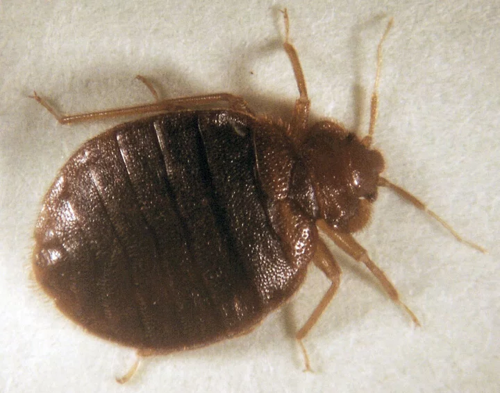 Bedbugs Are Becoming a Big Headache in Paris Ahead of Olympics